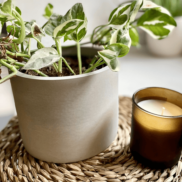 Plant Pot 